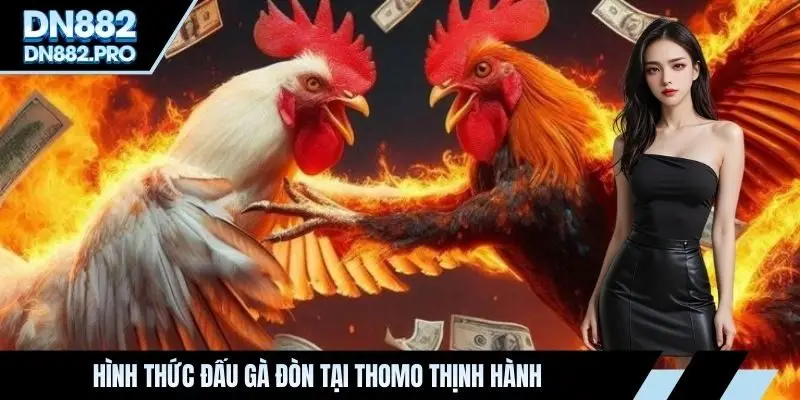 Hình thức đấu gà đòn tại Thomo thịnh hành